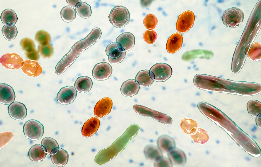 Computer illustration of bacteria of different shapes, including cocci and rod-shaped bacteria.