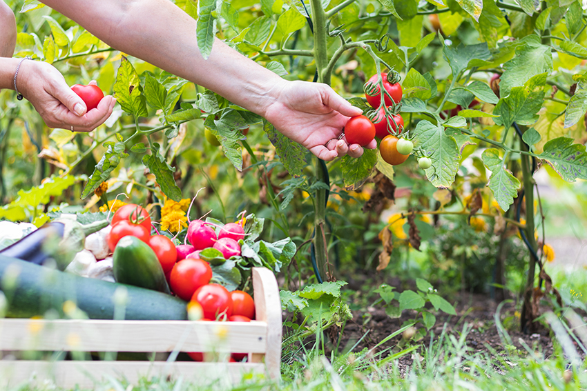 someone plucking tomato's from a tomato plant