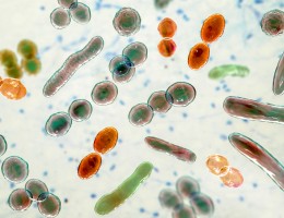 Computer illustration of bacteria of different shapes, including cocci and rod-shaped bacteria.