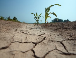 Drought Growth