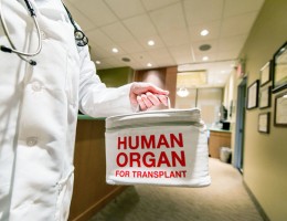 Transporting a human organ for transplant 